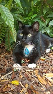 Tux with tag