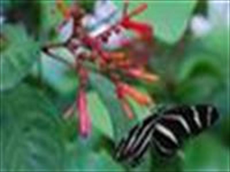 Wildlife Food Picture