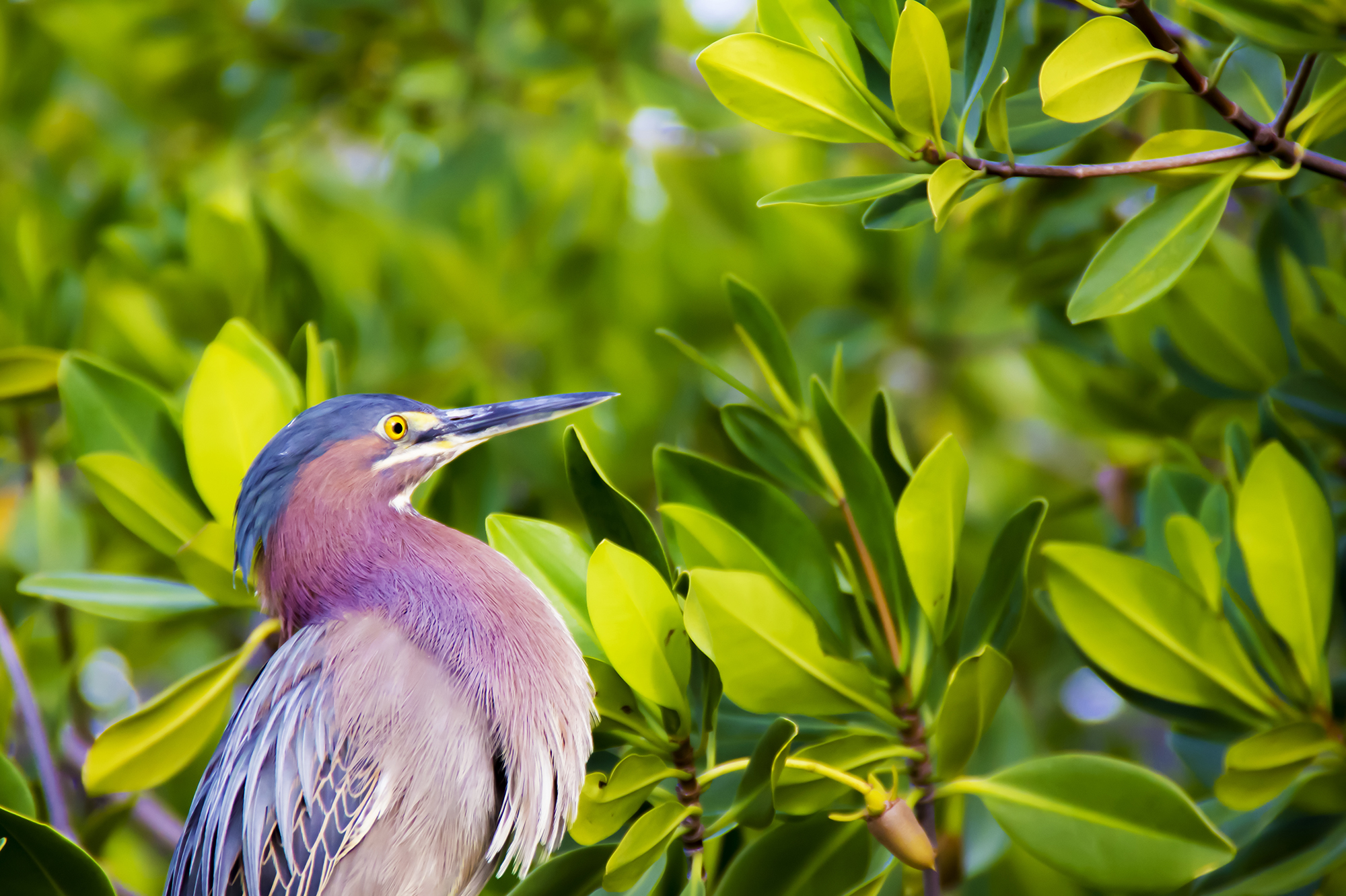 Bird