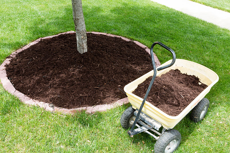 Tree Care Mulching