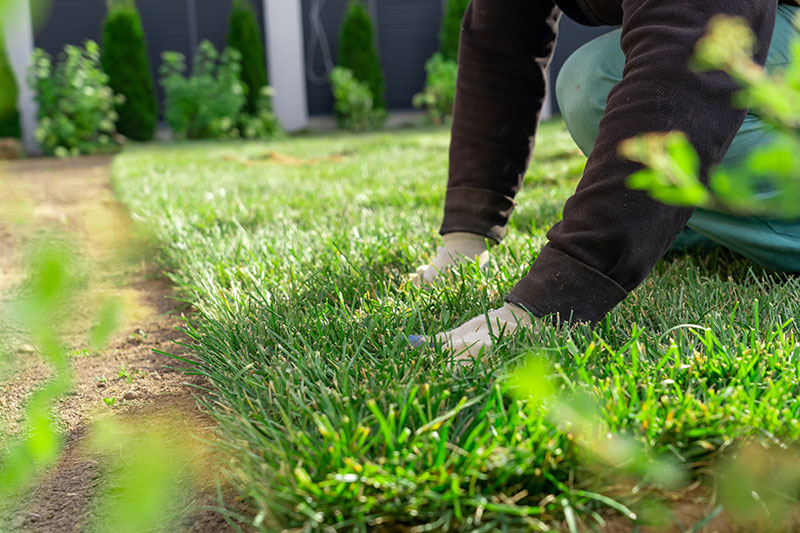Tree Care Sod